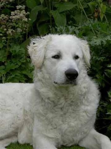 Kuvasz