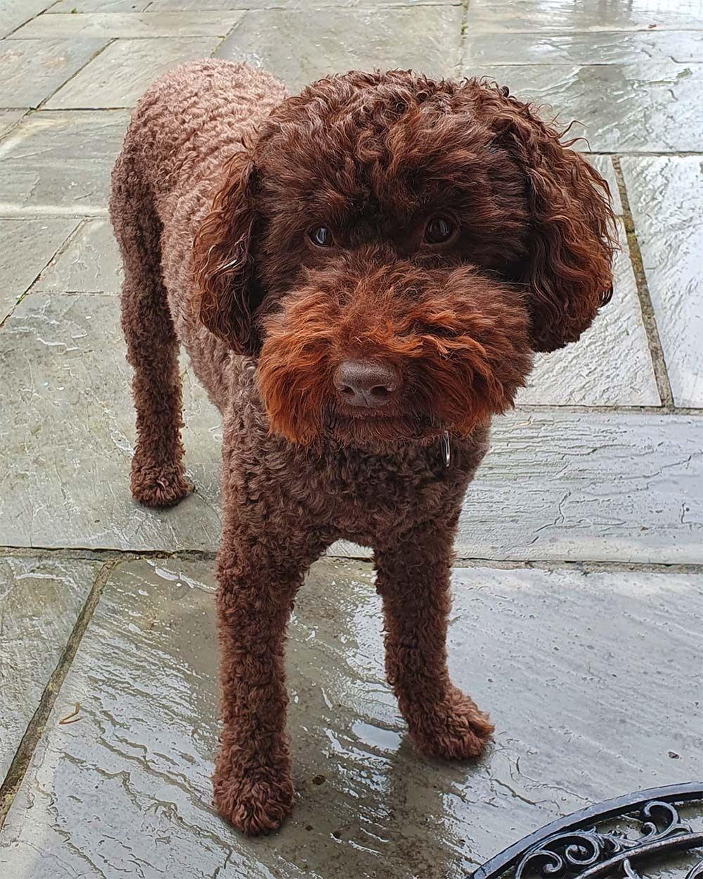 Labradoodle