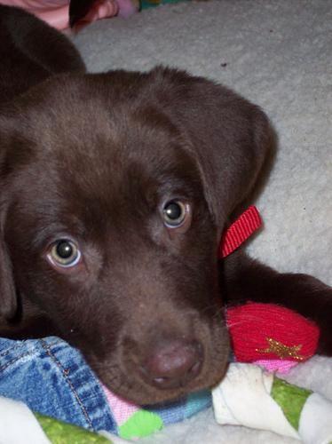 Labrador Retriever