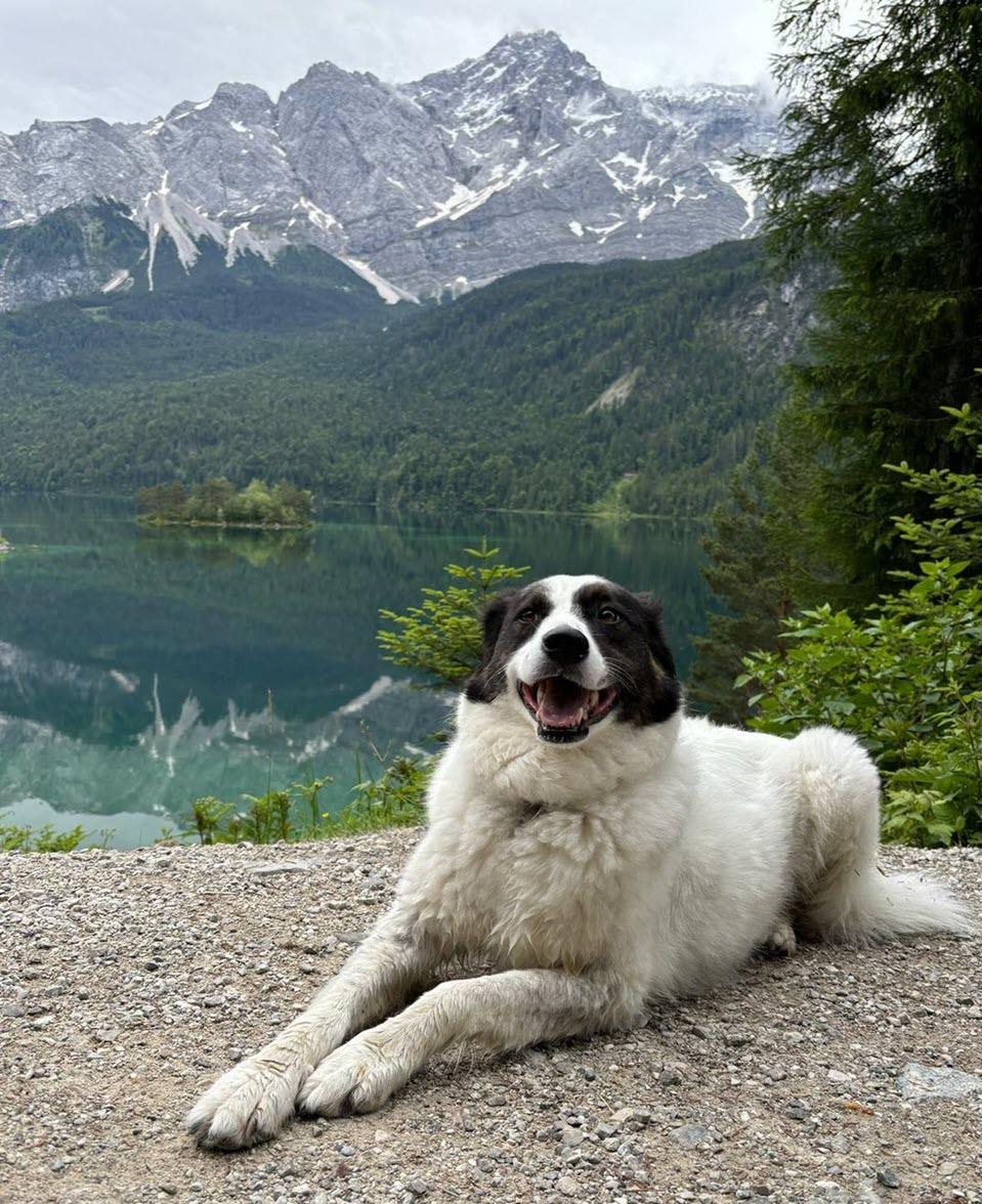 Landseer