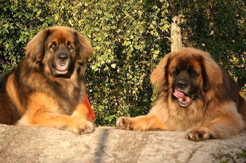 Leonberger