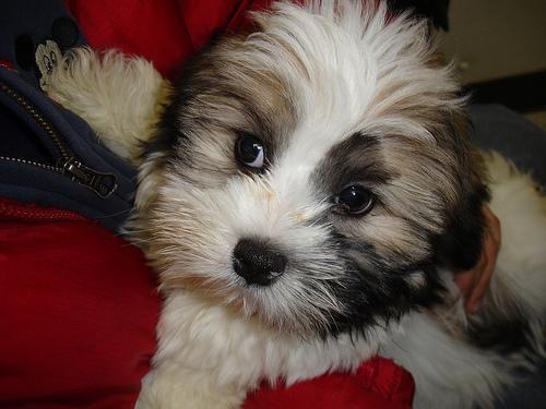 Lhasa Apso