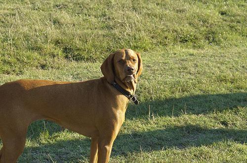 Magyar Vizsla