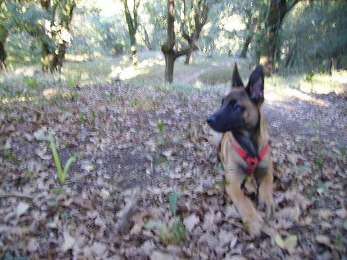 Belgischer Schäferhund Malinois