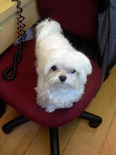 Maltese Shih Tzu