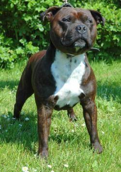 Miniatur Bull Terrier