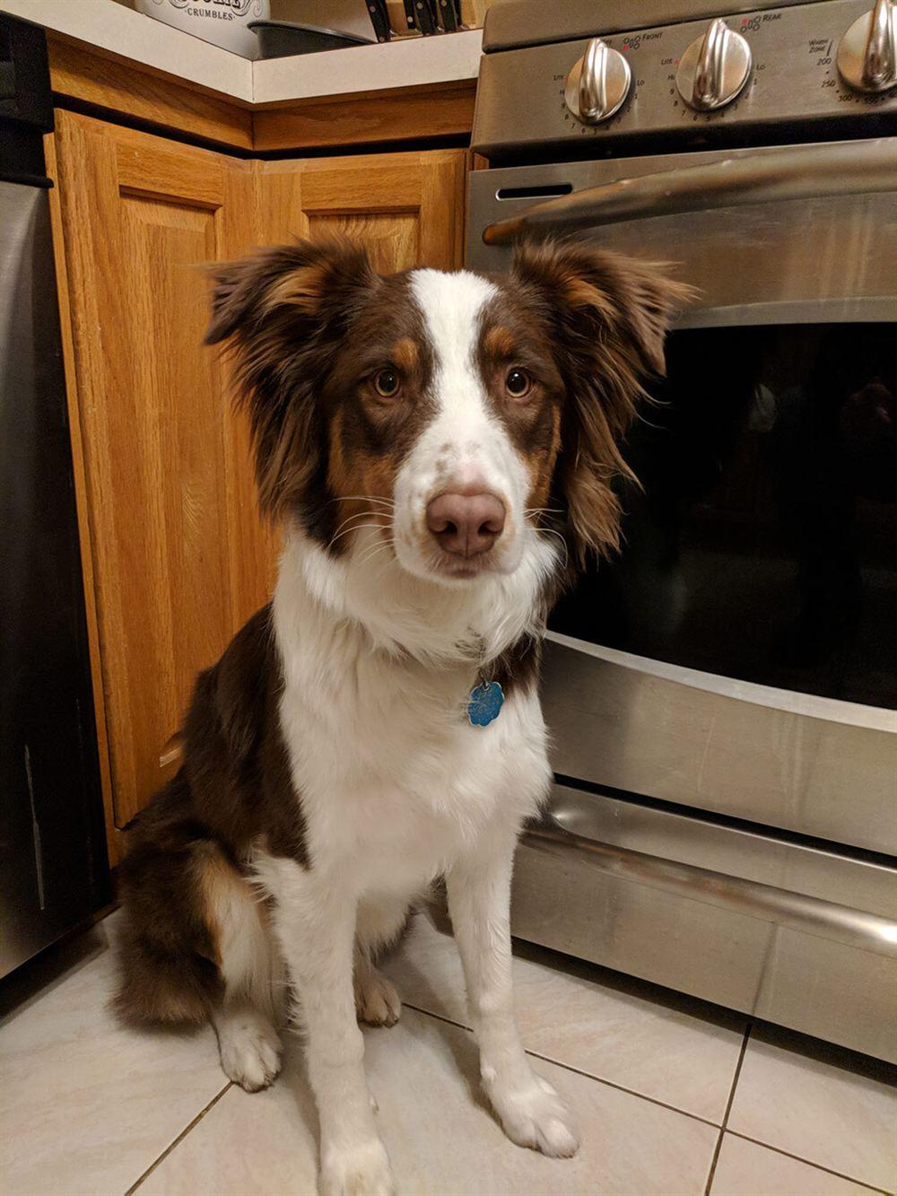 Miniature American Shepherd