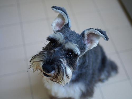 Miniaturschnauzer