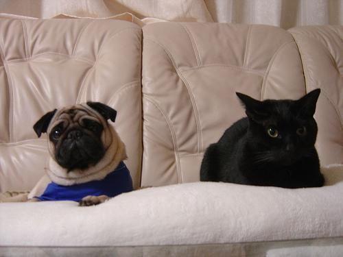 Mops