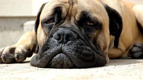 Neapolitanischer Mastiff