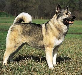 Norsk Elkhund