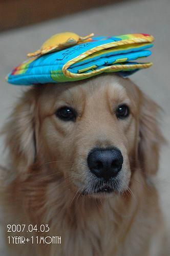 Nova Scotia Duck Tolling Retriever