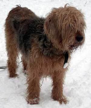 Otterhound