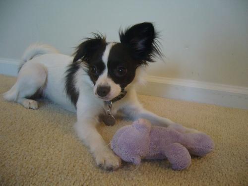 Papillon