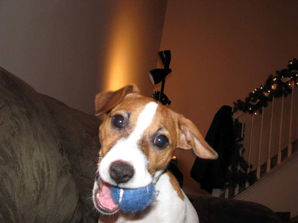 Parson Russell Terrier