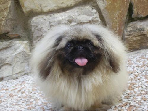 Pekinese