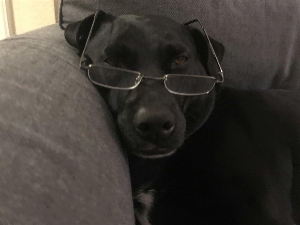 Presa Canario