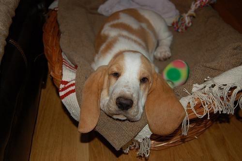 Petit Basset Griffon Vendeen