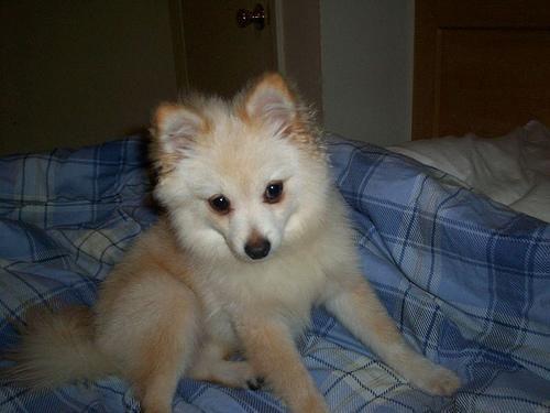 Pomeranian (Zwergspitz)