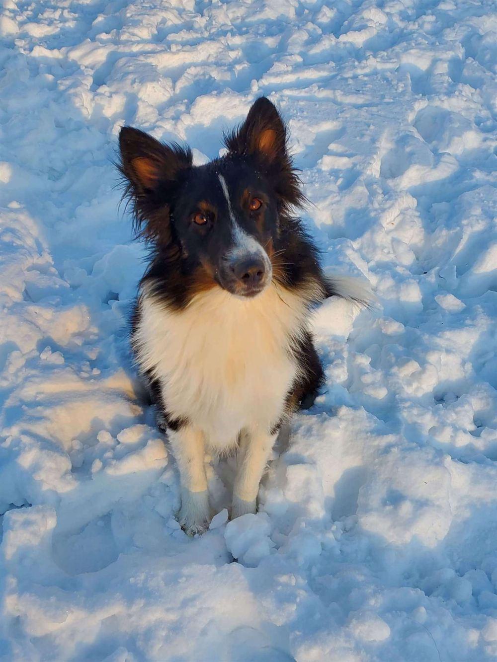 Pomsky