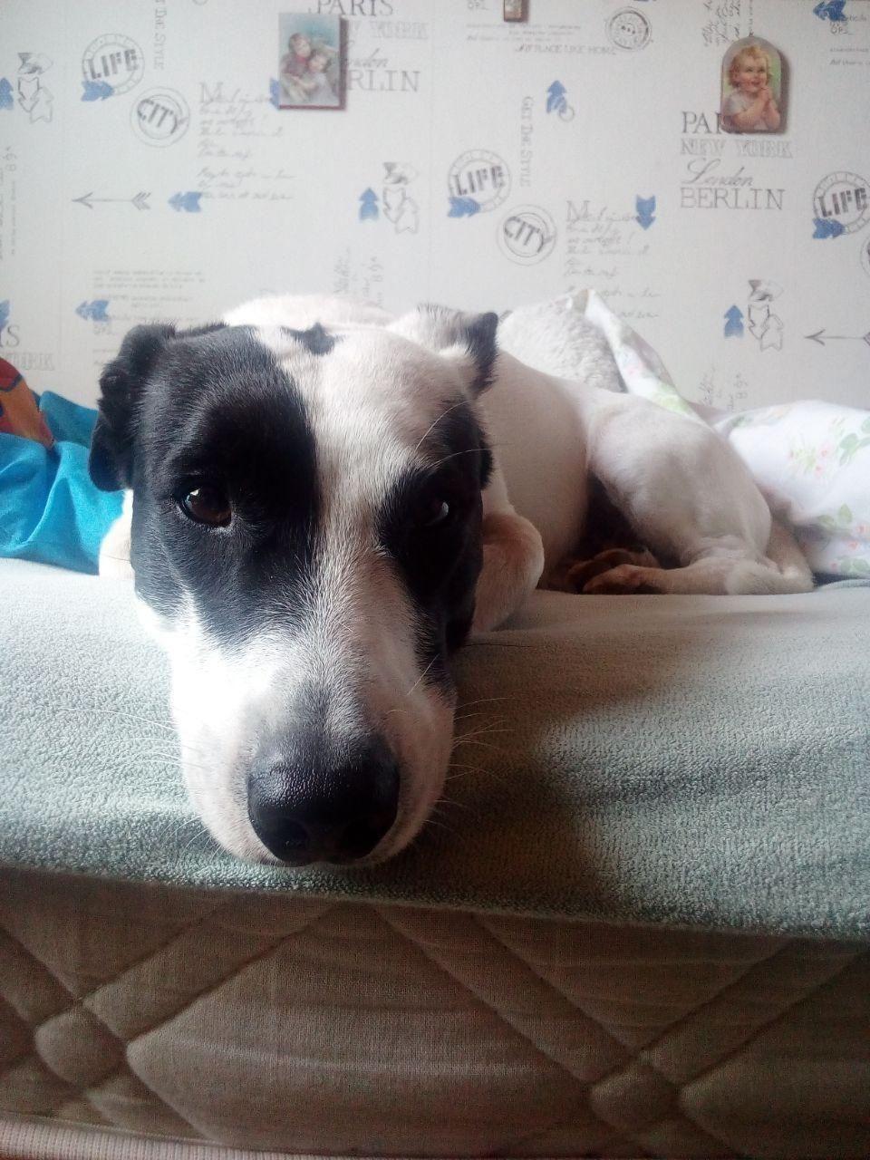 Portugiesischer Wasserhund