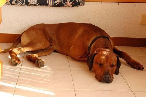 Rhodesian Ridgeback