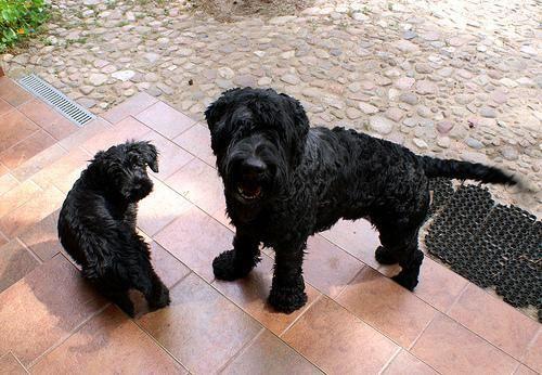 Riesenschnauzer