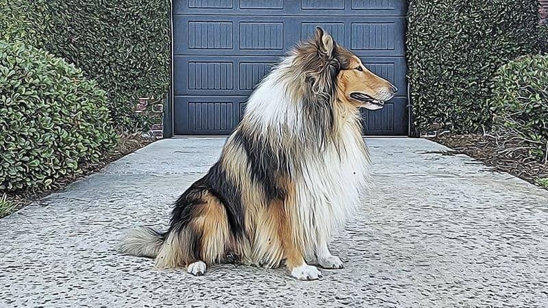 Rough Collie