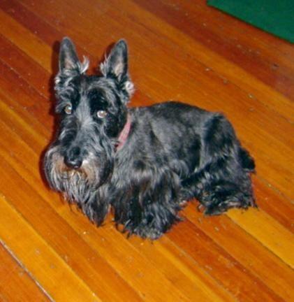 Scottish Terrier