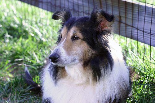 Shetland Sheepdog