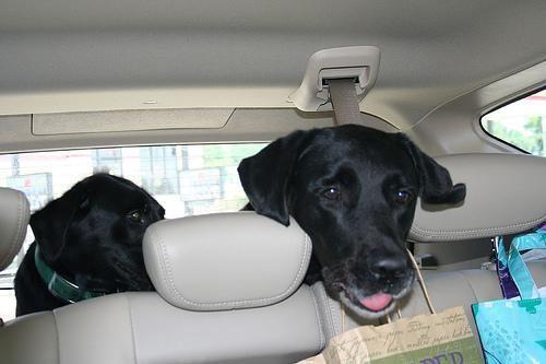 Schäferhund-Labrador Mix