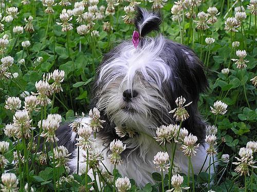 Shih Tzu