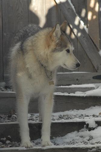 Siberian Husky