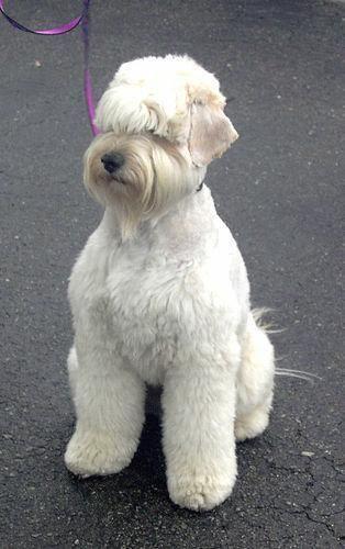 Soft Coated Wheaten Terrier
