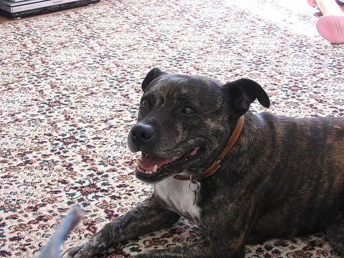 Staffordshire Bullterrier