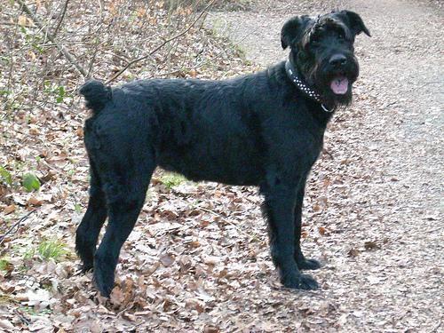 Schnauzer