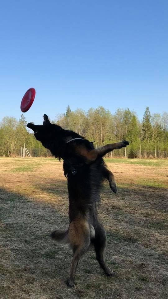 Belgischer Schäferhund Tervueren