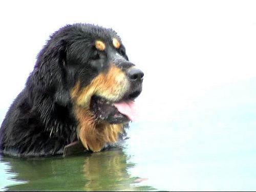 Tibetischer Mastiff