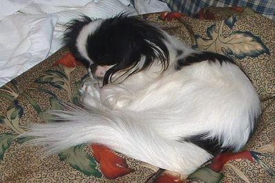 Tibetischer Spaniel