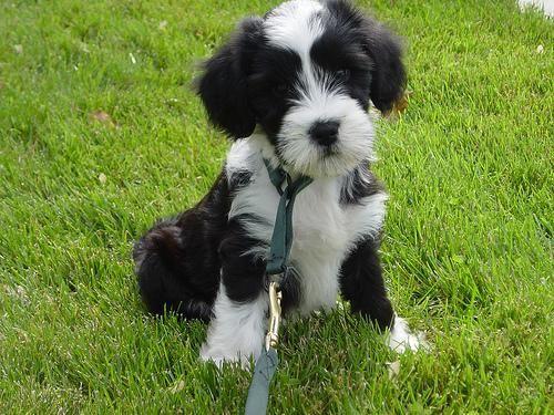Tibetischer Terrier