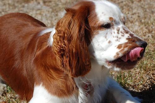 Welsh Springer Spaniel