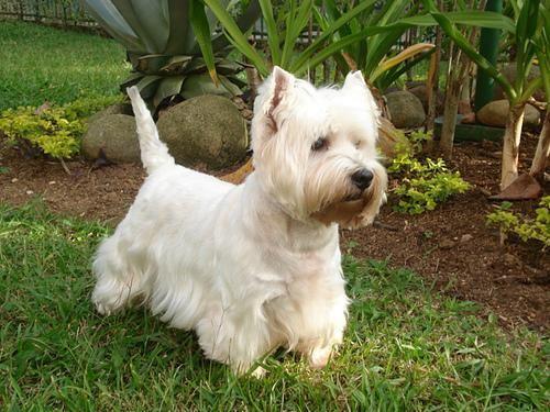 West Highland White Terrier