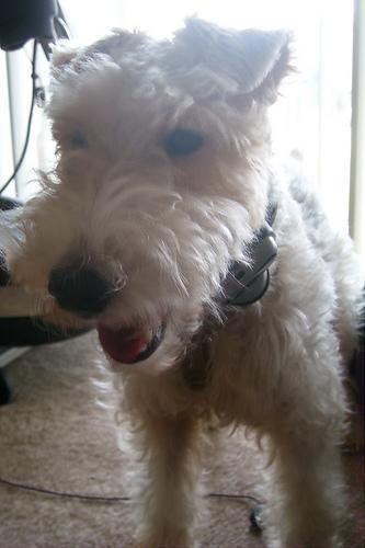 Drahthaar Fox Terrier