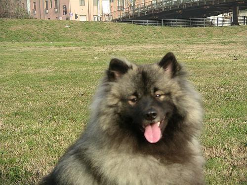 Wolfsspitz