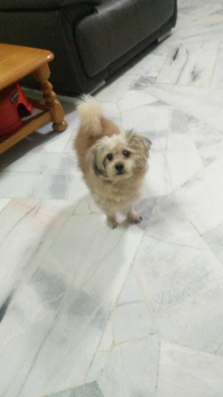 Yorkipoo