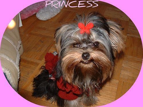 Yorkshire Terrier