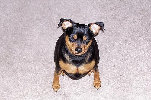 Zwergpinscher