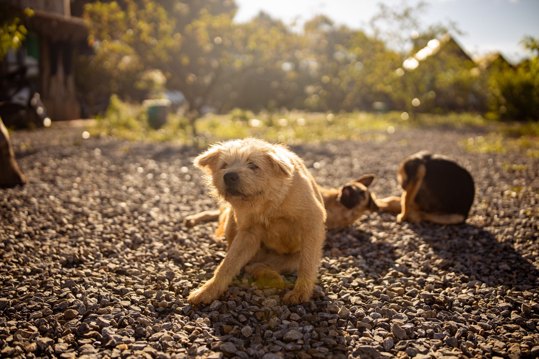 Hund kratzt sich — Anzeichen einer Futtermittelallergie