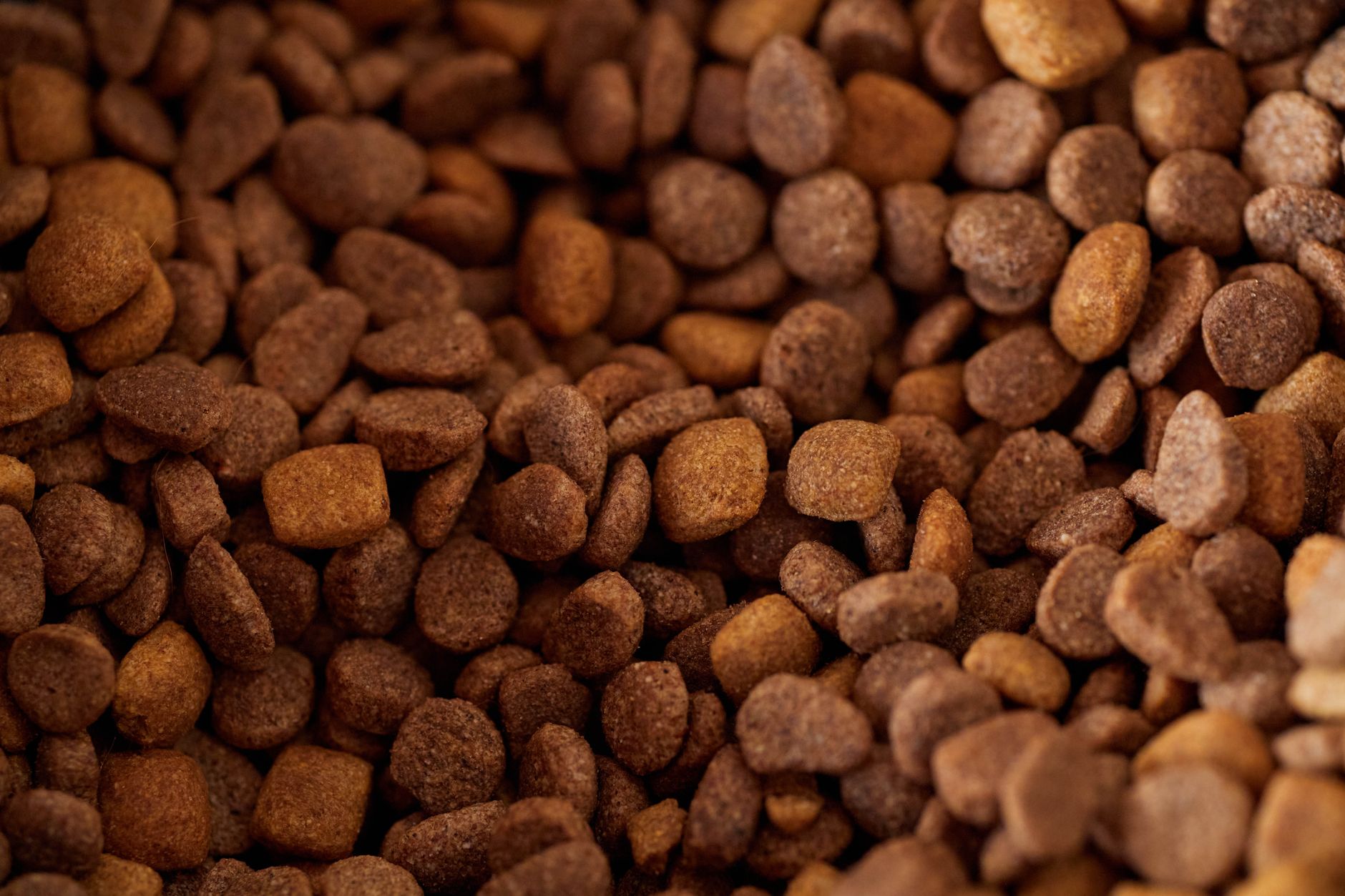 Premium vs. Budget Hundefutter – Direktvergleich