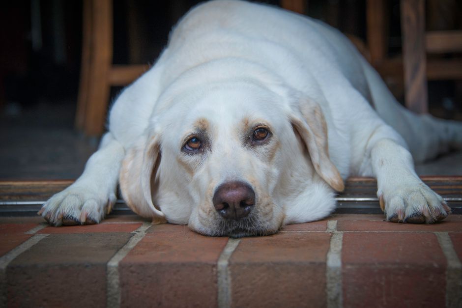 Tierarzt wiegt einen Hund auf einer Praxiswaage